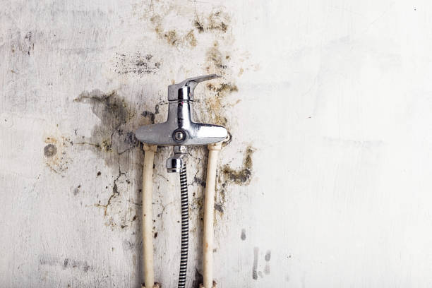 Best Health and Safety Mold Remediation in Whitewater, KS