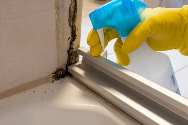Best DIY Mold Remediation Support Services in Whitewater, KS