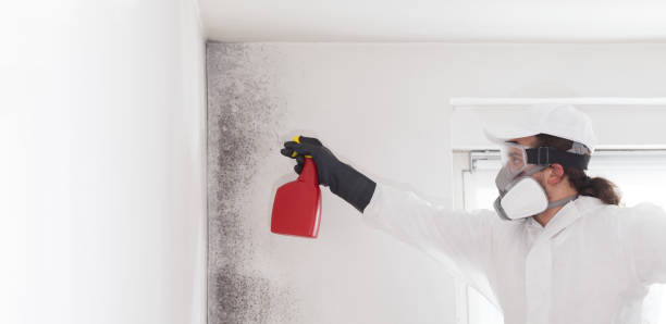 Best Residential Mold Remediation in Whitewater, KS
