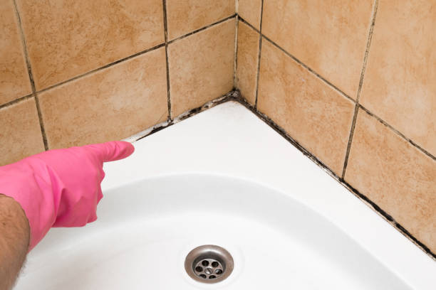 Best Localized Mold Remediation (e.g., coastal areas, humid climates) in Whitewater, KS